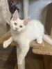 Frosty  white female blue eyes / on hold for Promise/SOLD
