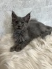 Catalina blue female/ reserved for Susane/SOLD