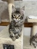 Ivy brown tabby female/ reserved for Katelyn /SOLD