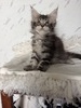 Hunter male/ available