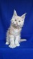 Darcy cream male/ reserved for Keri/ SOLD