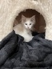 Snowflake female/blue eyes polydactyl/reserved  for Bethany/ SOLD