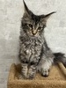Ashly  brown silver tabby female/ reserved for Bryce OH/ Sold 