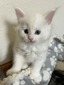 Ava/ white polly female / reserved for Jeanne Kirch