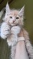 Sage/ cream boy2/reserved for Shanice