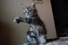 Bandi - Polydactyl Female Silver Tabby Reserved