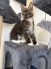 Benji male/ available