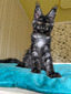Percy black smoke male /reserved for Elizabeth/ SOLD 
