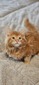 Asiago male / reserved for Kristy/ Sold