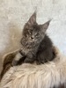 Blue blue boy/available
