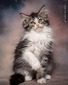Sushi /marble with white female/ reserved  for Nathen