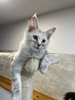 Greer silver shaded female/ SOLD