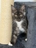 Benji black smoke male/ available