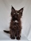 James Tiberius Kat /Black with white boy/ reserved for Brad and Ellen