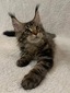 Chetney /marble male/ reserved for Melissa IL