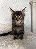 Harley male/ available