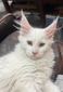 Snowflake white female/ reserved for Landen / sold