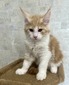 Dino red with white male / reserved for Ryan/ sold 