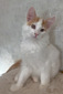 Denis male/ available