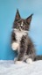 Rocky L  male/ neutered/ reserved for Jessica and Jason / SOLD