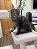 Pamela female/ available