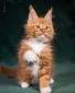 Frederik male neutered/ reserved for Robin / SOLD