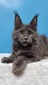 Nelson blue male  polydactyl / neutered/ reserved for Ann/SOLD