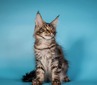 Ben male/neutered/ reserved for Lena/ SOLD
