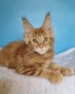 Solomon  neutered male/ reserved for Madison / SOLD
