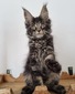 Simon  male/ reserved for Kristie /sold