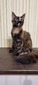 Asami /black smoke tortoise 3/ reserved for Jaret