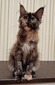 Savanah/black smoke tortoise/ female/ reserved for Ronda and David FL