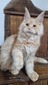 Leon red smoke / neutered/ reserved for Allison/ SOLD