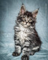 Towa/ male/reserved for Sal