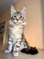 Chester male neutered /reserved for Jackie/ SOLD 