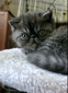 Black smoke male (available)