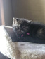 Black smoke female (available)