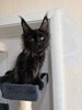 Nero male/ available