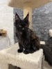 Prince male/ reserved for Richard