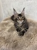 Dustin male/ available