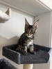 Rocky  tabby/ available